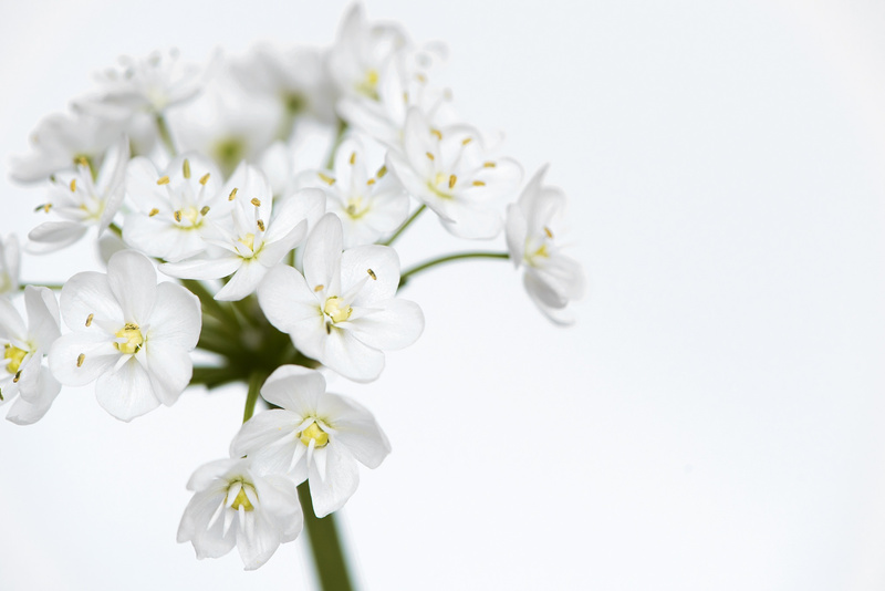 Small Bouquet of White Flowers